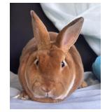 Red Mini Rex buck is just a cute little guy
