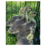 4-Chinese crested goslings. Hatch week of April 7
