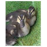 3 Grey Baby Call Ducks