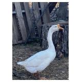White Chinese hen goose