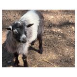 Gorgeous Blue and White Nigerian Dwarf Billy Goat
