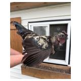 Unique Ayam Cemani Turken rooster
