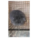 Lop/lionhead doe 8 weeks old