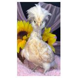 Buff laced polish pullet 6 weeks old