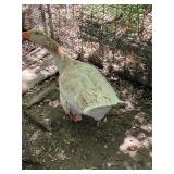 American Buff Goose Gander. Mature proven
