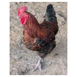 Big healthy Black Copper Maran rooster, 2025 hatch