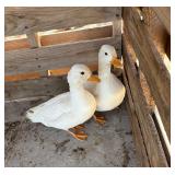 1-White call duck drake