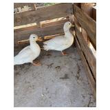 1-White call duck drake
