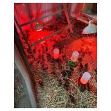10- Guinea Keets