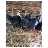 6 baby chicks, naked neck hens/Jersey giant