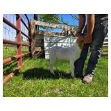 Billy kid born end of February