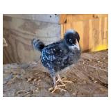 10 started pullets