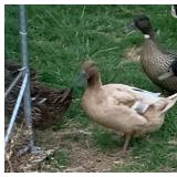 Male Golden 300 Hybrid ducks x2