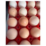 1-dozen Old English Orpington hatching eggs