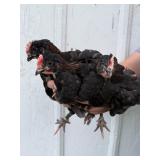 Olive Egger Cockerel Trio