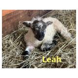 ï¿½Leahï¿½ Valais/Babydoll Ewe Lamb