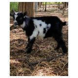 Nigerian dwarf Buck, out of registered parents