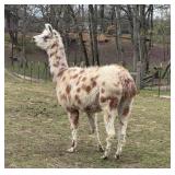 Gorgeous Female Leopard Appaloosa Llama!