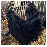 Pair of Cochin/ Ayem Cemani cross.