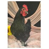Two 8 month old black australorp laying hens