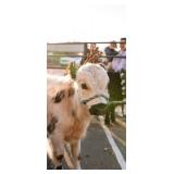 Tuff 3y/o Highpark Bull halter broke, friendly