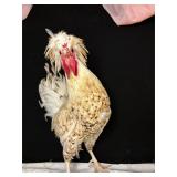 Polish rooster