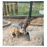 Young Pair of Patagonian Cavies, unrelated