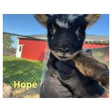ï¿½Hopeï¿½ old English baby doll/Shetland Ewe lamb