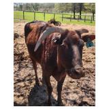 Mini red zebu heifer loves treats is shy