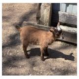 Tiny Nigerian Dwarf Baby Billy, super tiny for