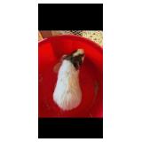 Guinea Pig Believed to be a female, less than 1