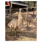 Proven Pair of Blonde Emus