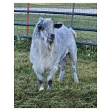 Blue silver Myotonic fainting Goat, Proven Male