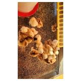5-Calico cochin bantam chicks