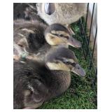 4 Grey Call Ducklings