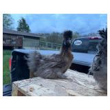 Pair of Colorful Silkies, hen is laying!