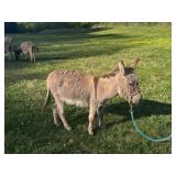 Tiny Miniature Jenny Donkey, exposed to paint jack