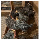 5 straight run cuckoo maran chicks