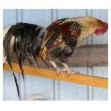 Standard phoenix cross rooster