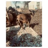 Doeling. Twin mother raised. Nigerian