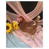 Three 8 month old Rhode Island Red hens laying