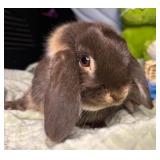 16 week chocolate otter holland lop buck