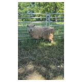 4y/o Babydoll Ewe Exposed to spotted babydoll ram