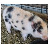 8 month old American Mini pig Gilt