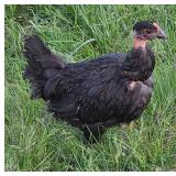 5 black Naked Neck pullets