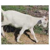 Cross buckling born February 23rd.