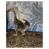 Lot of 2 Goslings. Hatch week of March 16th