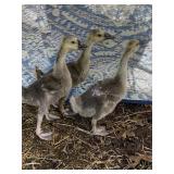 Lot of 3 Goslings. Hatch week of March 16th
