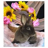 Pedigreed Chocolate Mini Rex doe