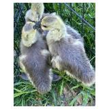 3-Chinese crested goslings. Hatch week of April 13